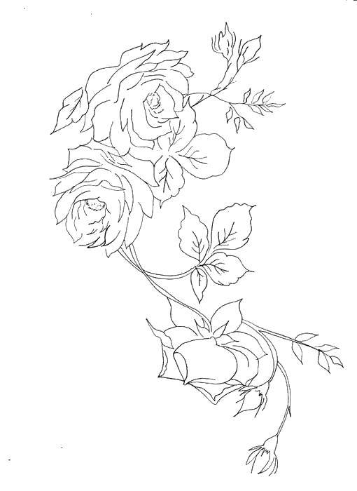 Coloring Roses. Category flowers. Tags:  flowers, plants, buds, petals, rose.