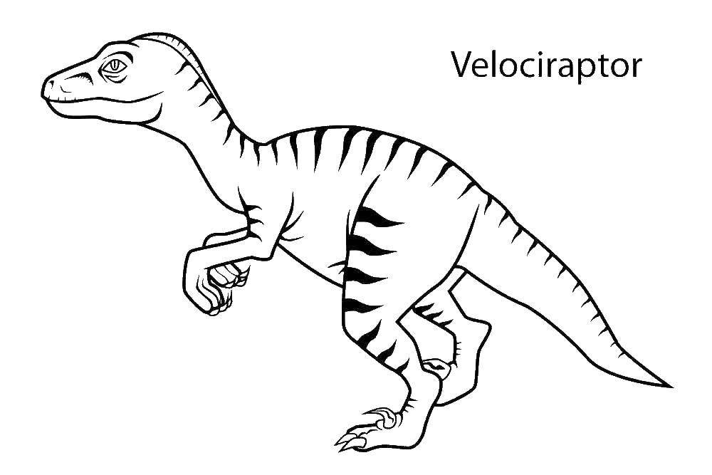 Название: Раскраска Динозавр велоцераптор. Категория: динозавр. Теги: , динозавр, велоцераптор, .