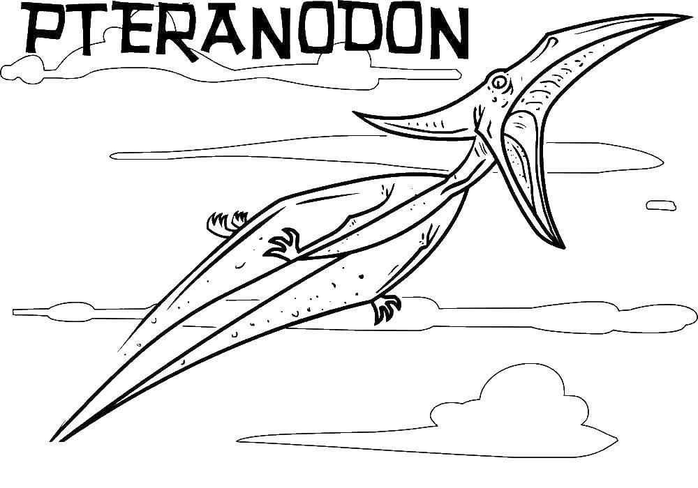 Название: Раскраска Птеранодон. Категория: динозавр. Теги: Динозавр.