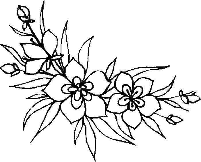 Coloring Flowers and leaves. Category flowers. Tags:  flowers, plants, buds, petals.