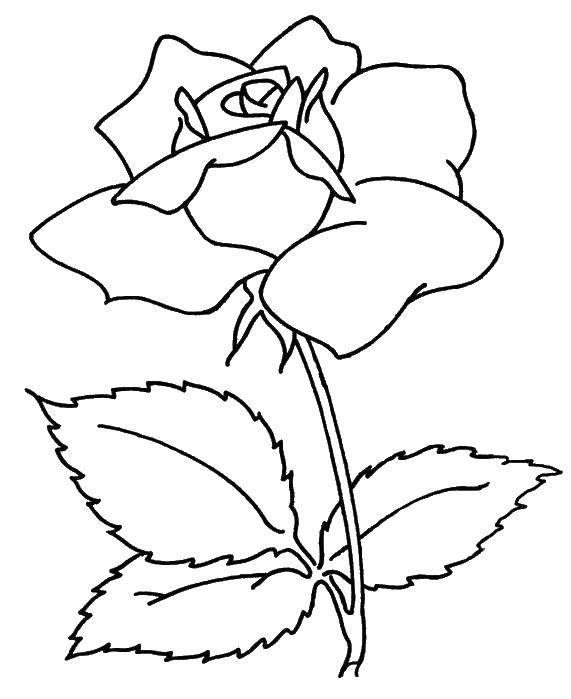 Название: Раскраска Роза. Категория: цветы. Теги: цветы, растения, бутоны, лепестки, роза.