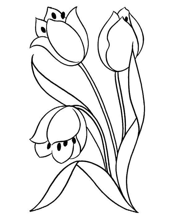 Название: Раскраска Три цветка. Категория: цветы. Теги: цветы, растения, бутоны, лепестки.