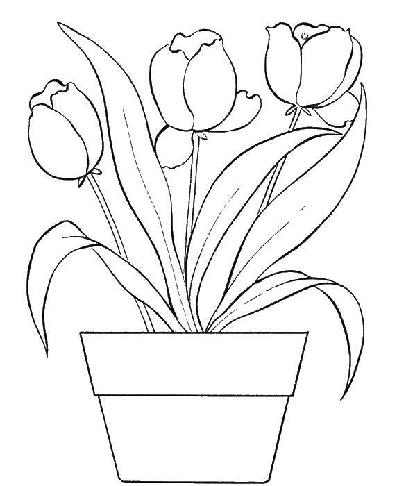 Coloring Flowers in pot. Category flowers. Tags:  flowers, plants, buds, petals.