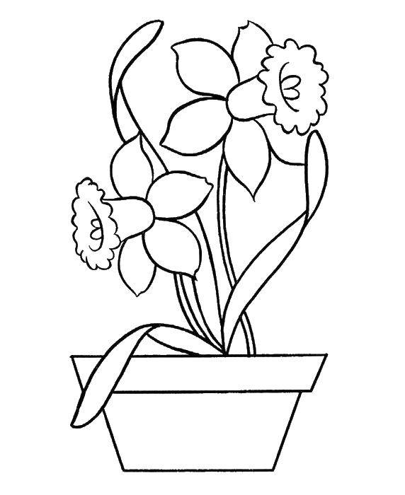 Coloring Flowers in pot. Category flowers. Tags:  flowers, plants, buds, petals, vase.