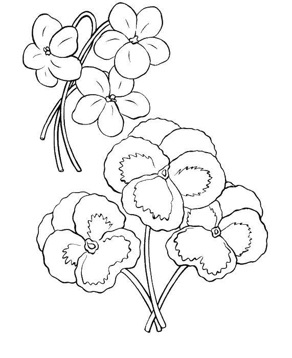 Coloring Flowers. Category flowers. Tags:  flowers, plants, buds, petals.