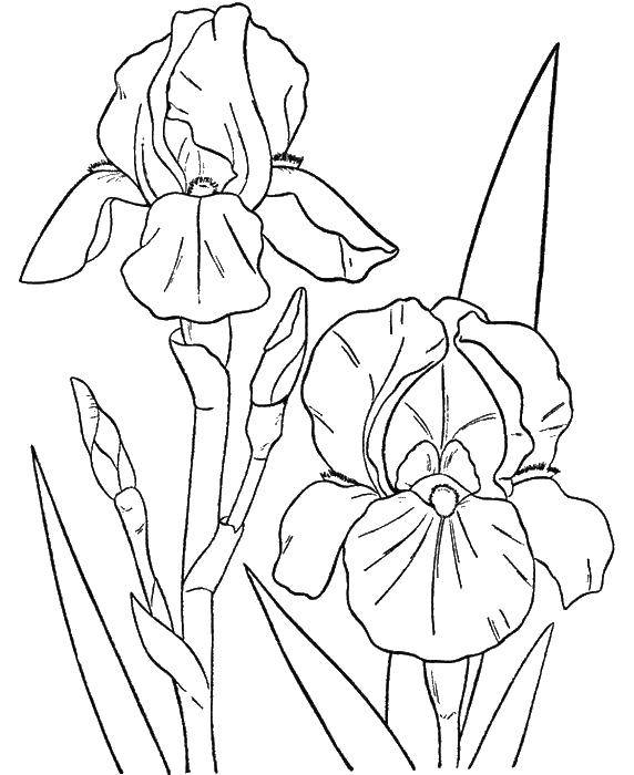 Coloring Flowers. Category flowers. Tags:  flowers, plants, buds, petals.