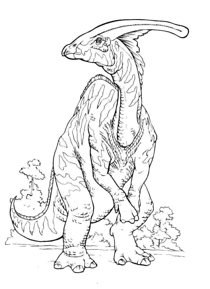 Название: Раскраска Динозавр с гребнем на голове. Категория: динозавр. Теги: Динозавр.