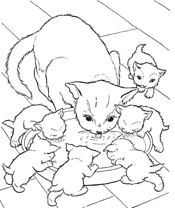 Розмальовки  Кішка з кошенятами їдять. Завантажити розмальовку кішки, кошенята.  Роздрукувати ,милі тварини,