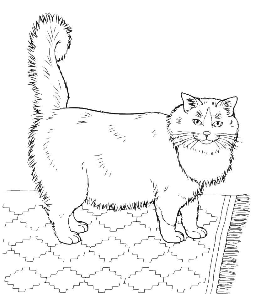 Название: Раскраска Кот пушистый на ковре. Категория: котята и щенки. Теги: кот.