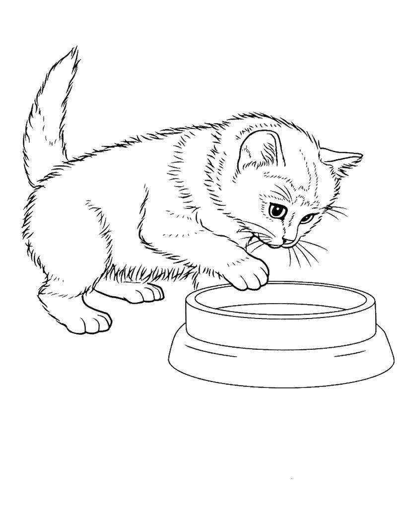 Название: Раскраска Кот с тарелкой. Категория: котята и щенки. Теги: кот.