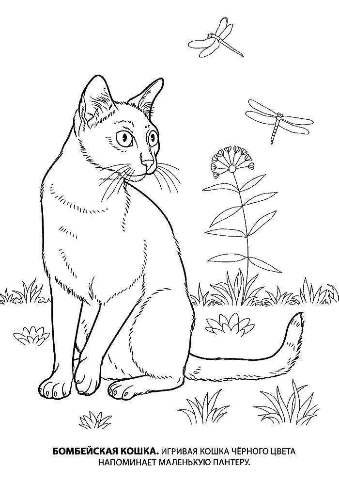 Название: Раскраска Бомбейская кошка. Категория: Кошка. Теги: бомбейская, кошка.