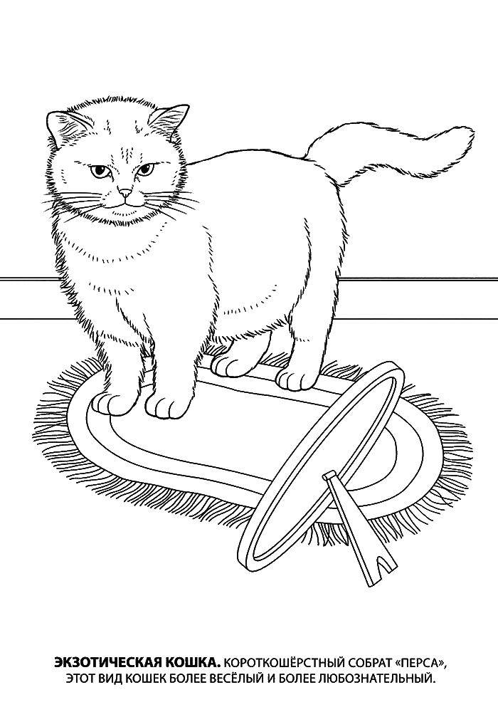 Название: Раскраска Экзотическая кошка. Категория: Коты и котята. Теги: животные, кошка, котенок, экзотическая.