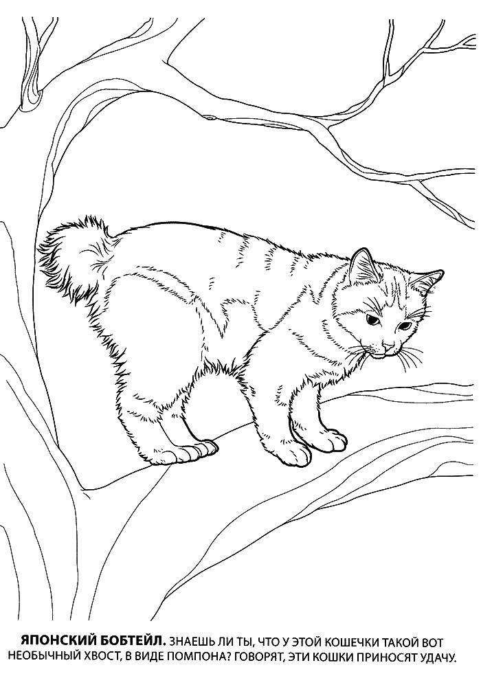 Название: Раскраска Кошка, японский бобтейл. Категория: Животные. Теги: животные, кошка, котенок, Бобтейл.