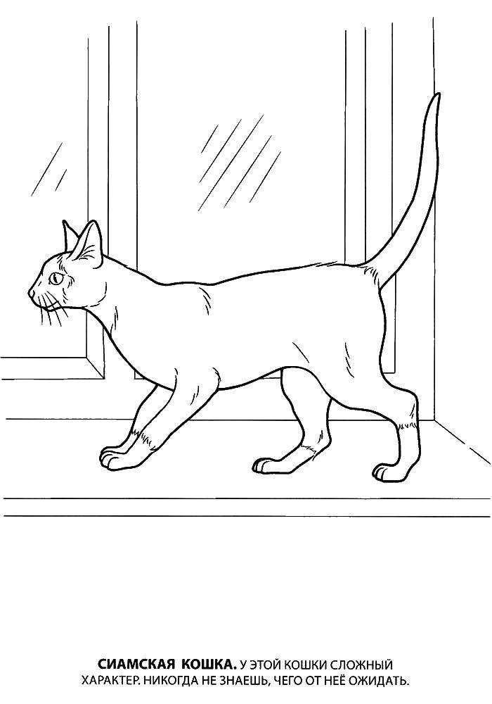 Название: Раскраска Кот с поднятым хвостом идет по подоконнику. Категория: котята и щенки. Теги: кот, подоконник.