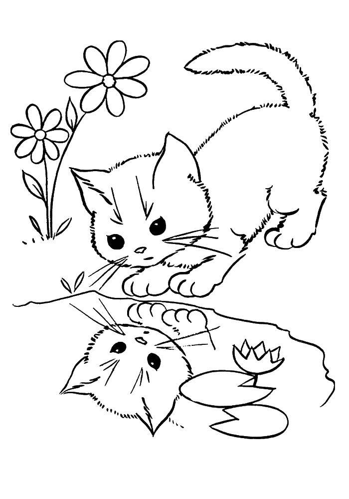 Название: Раскраска Кот смотрит на свое отражение в воде на лугу с цветами. Категория: котята и щенки. Теги: кот, отражение.