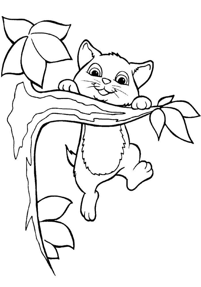 Coloring Kitten hanging on a branch. Category kittens and puppies. Tags:  cat, kittens.