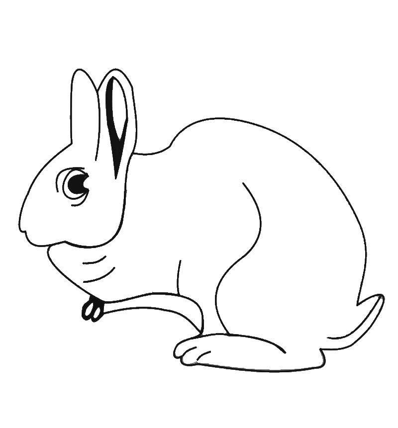 Название: Раскраска Кролик. Категория: милые животные. Теги: кролик.
