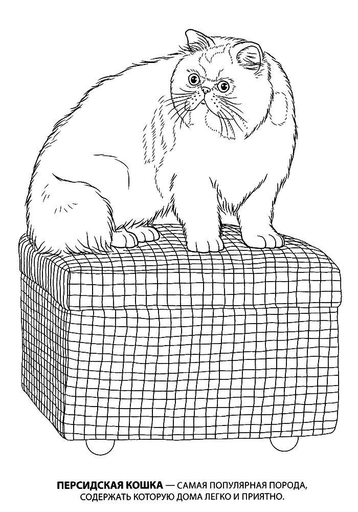 Название: Раскраска Персидская кошка. Категория: Кошка. Теги: персидская, кошка.