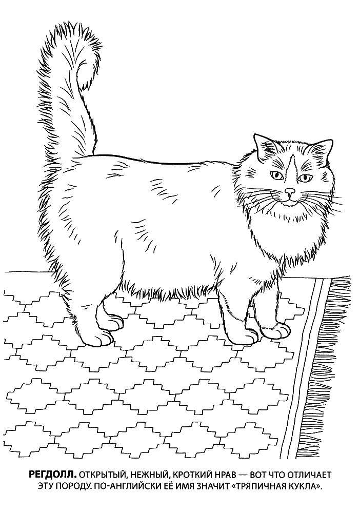 Название: Раскраска Регдолл кот. Категория: Кошка. Теги: Регдолл, кот, кошка.