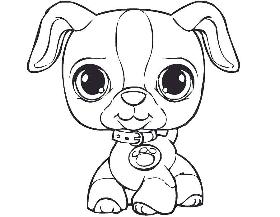 Coloring Puppy with a medallion with the imprint of dog paws. Category kittens and puppies. Tags:  puppy .