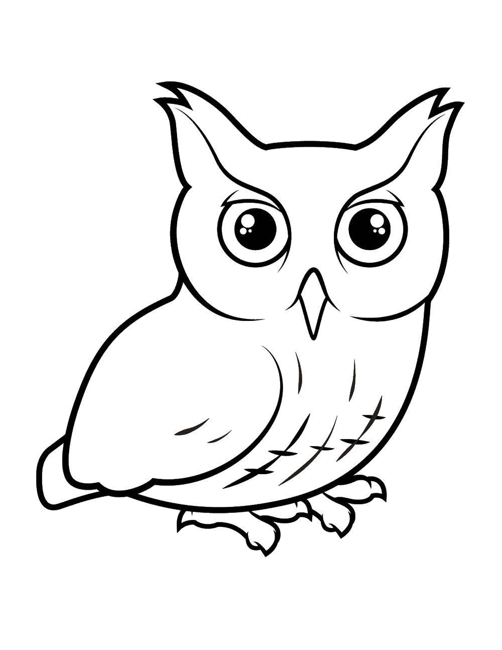 Coloring Owl. Category Animals. Tags:  animals, birds, owl.