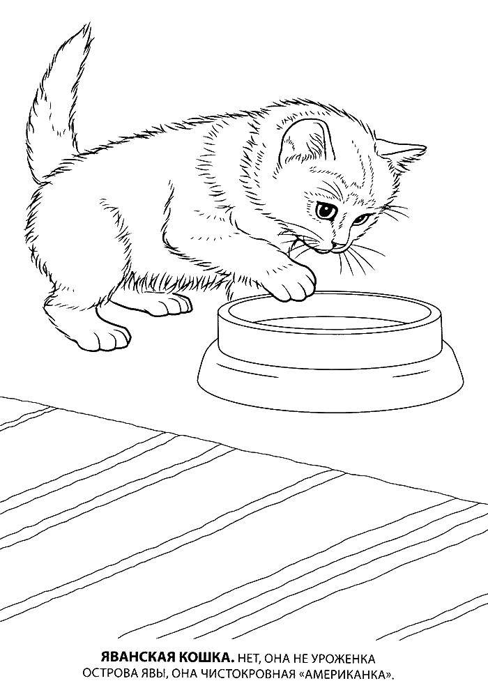 Название: Раскраска Яванская кошка. Категория: Коты и котята. Теги: животные, кошка, котенок, яванская.