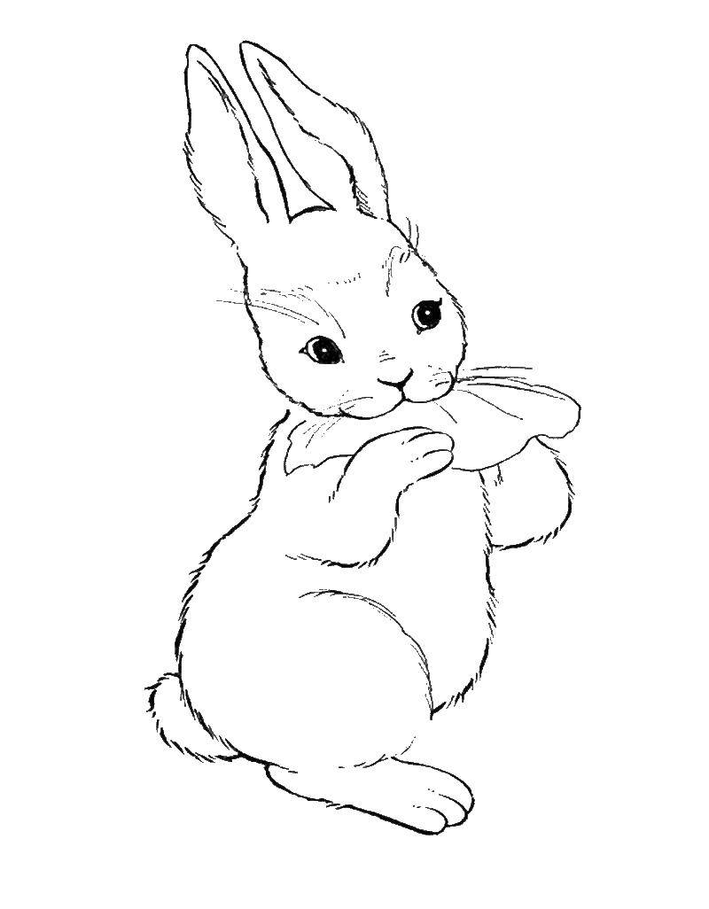 Coloring The rabbit eats the cabbage. Category cute animals. Tags:  Bunny.