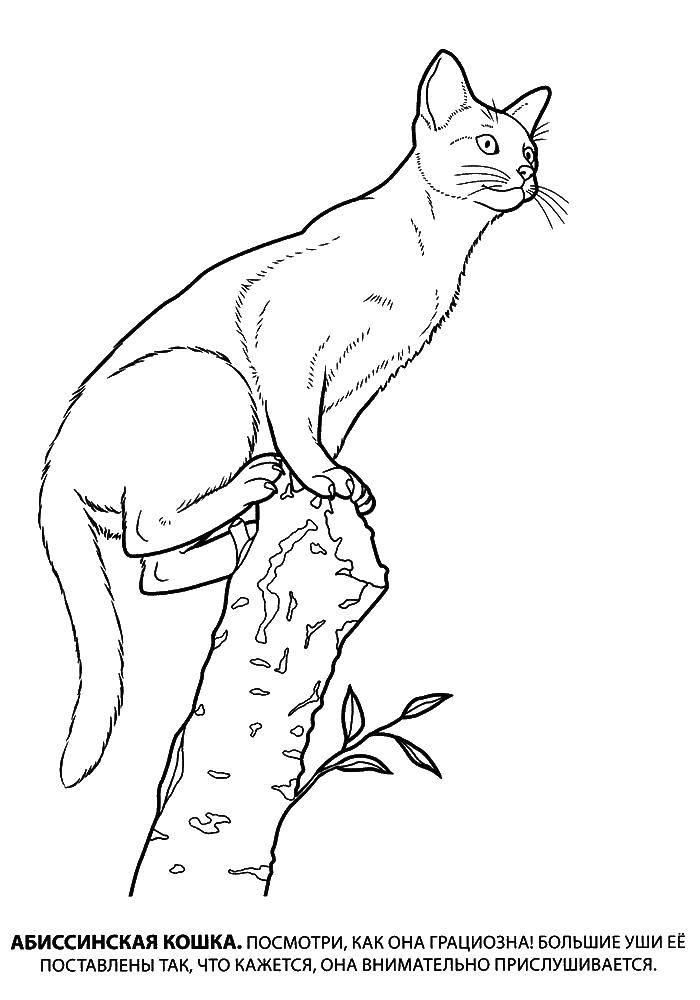Название: Раскраска Абисинская кошка залезла на сломанное дерево. Категория: котята и щенки. Теги: кошка.