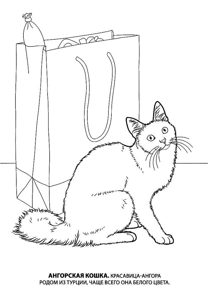 Название: Раскраска Ангорская кошка у пакета с едой. Категория: котята и щенки. Теги: кошка.