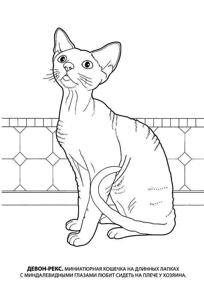 Название: Раскраска Девон рекс. миниатюрная кошка. Категория: котята и щенки. Теги: кошка.