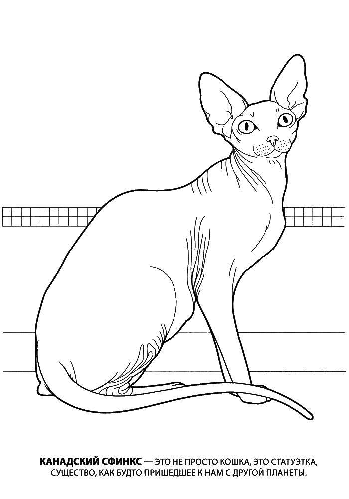 Название: Раскраска Канадский сфинкс кошка статуетка. Категория: котята и щенки. Теги: кошка.