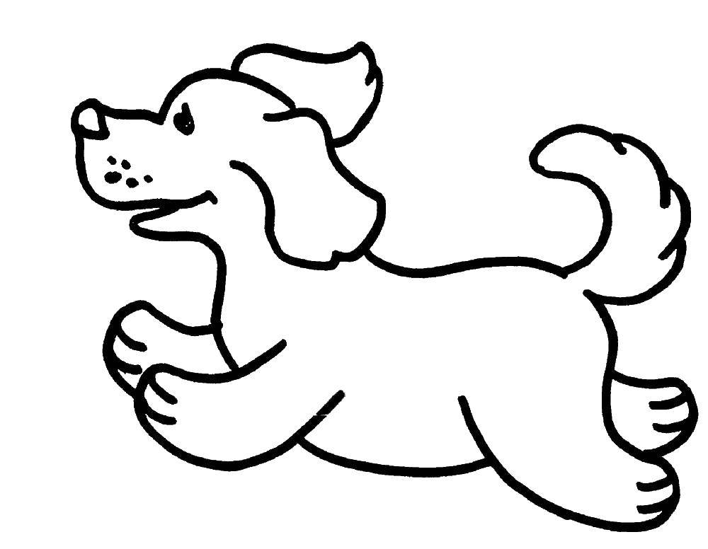 Название: Раскраска Щенок бежит. Категория: собаки. Теги: щенок, бег.