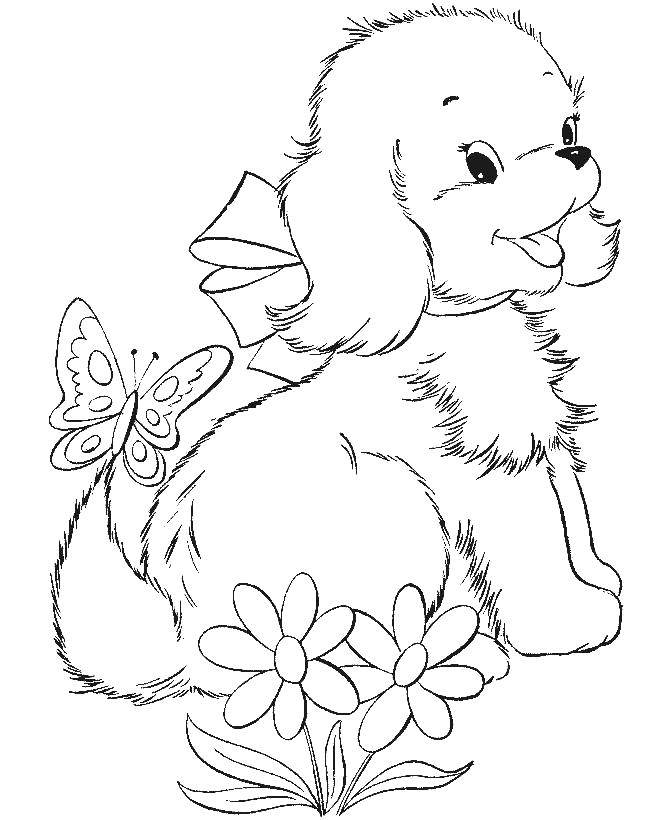 Название: Раскраска Собака с бабочкой на хвосту. Категория: собаки. Теги: собака.