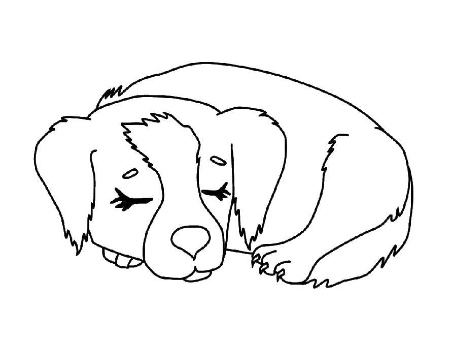 Название: Раскраска Собака спит. Категория: собаки. Теги: сон, собака.