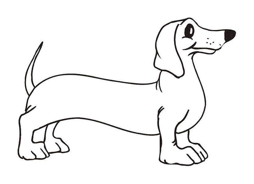 Название: Раскраска Собака такса. Категория: собака. Теги: такса.