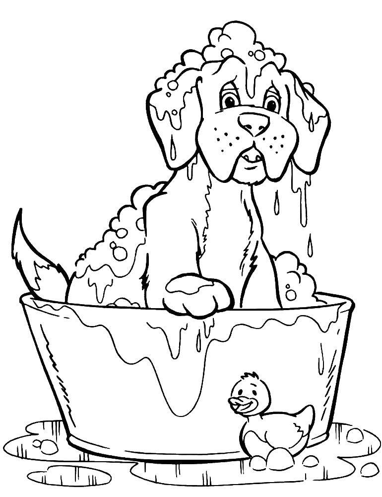 Название: Раскраска Собаку моют в лоханке с водой. Категория: собаки. Теги: собака, умывается.
