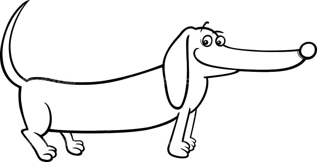 Coloring Dachshund. Category dogs of all breeds. Tags:  Dachshund, dog.