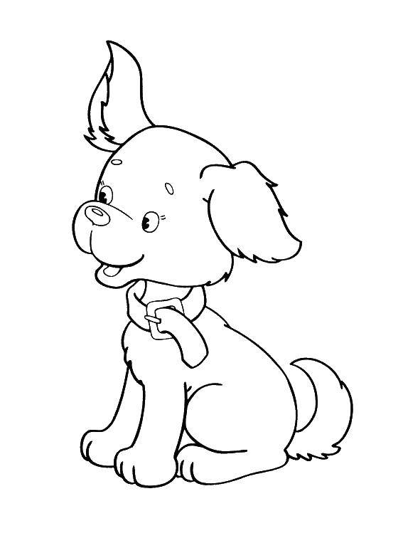 Coloring Zenok with a collar. Category dogs. Tags:  puppies.
