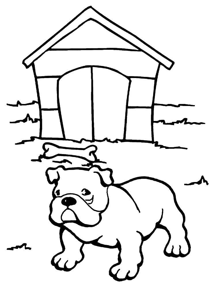 Coloring Bulldog about his booth. Category dogs puppies. Tags:  kennel, bone, bulldog, dog.