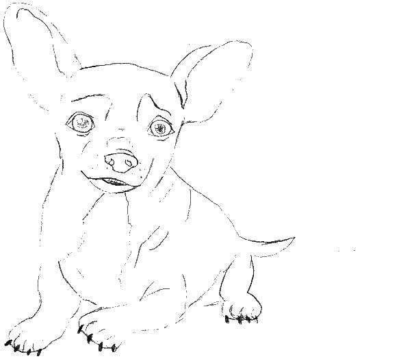 Название: Раскраска Чихуахуа. Категория: собаки чихуахуа. Теги: чихуахуа, собака.
