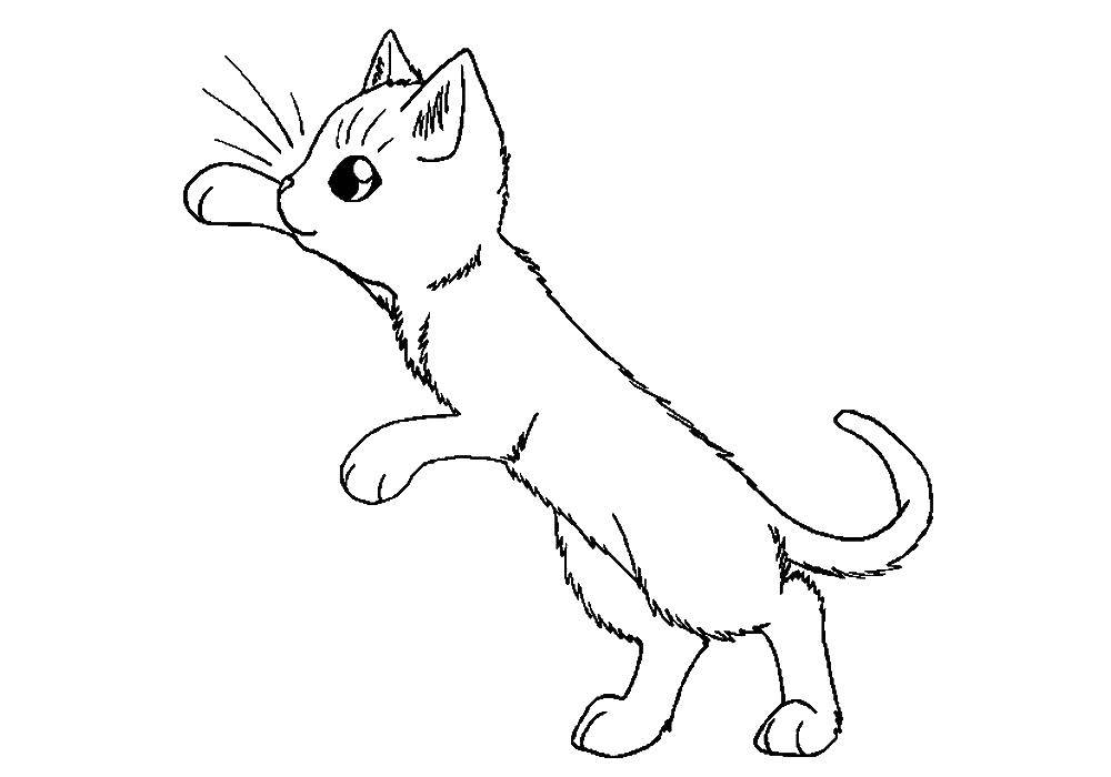 Coloring Kitty. Category kittens and puppies. Tags:  kitty.