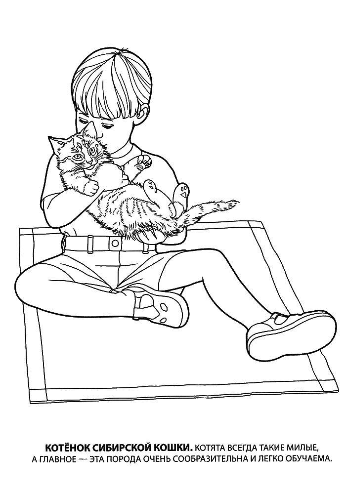 Coloring The boy with the Siberian cat. Category kittens and puppies. Tags:  cat, kittens.