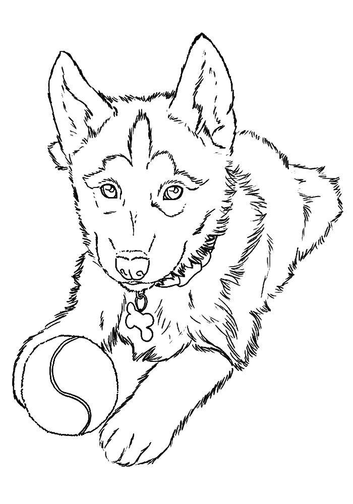 Coloring Fluffy dog with a tennis ball. Category dogs. Tags:  tennis ball, dog.