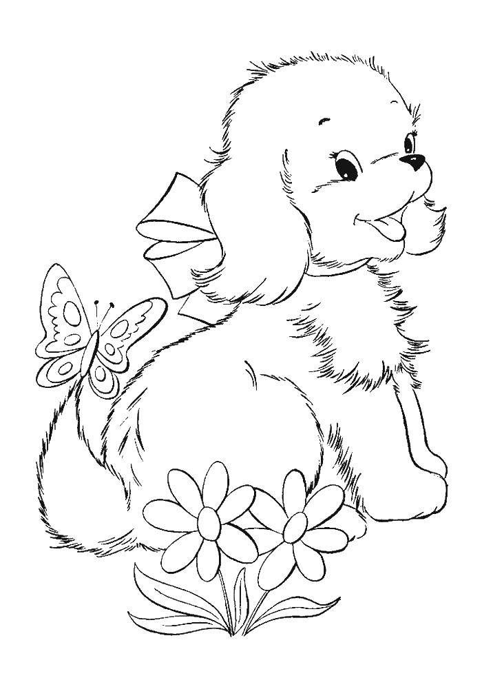 Название: Раскраска Пушистый щенок с бабочкой на хвосте. Категория: собаки хаски. Теги: щенок, бабочка, цветы, бант.
