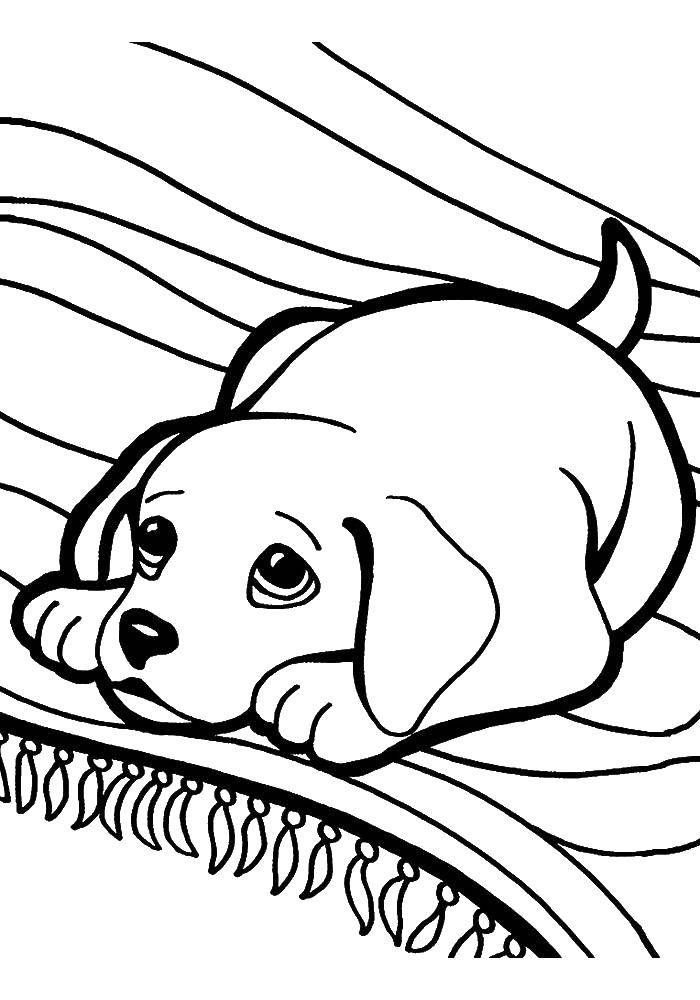 Название: Раскраска Щенок на ковре. Категория: собаки щенки. Теги: щенок.