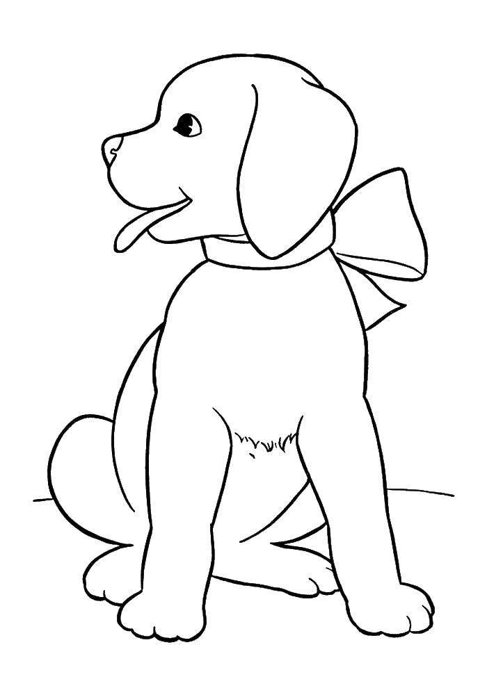 Coloring Puppy with bow. Category kittens and puppies. Tags:  puppy .