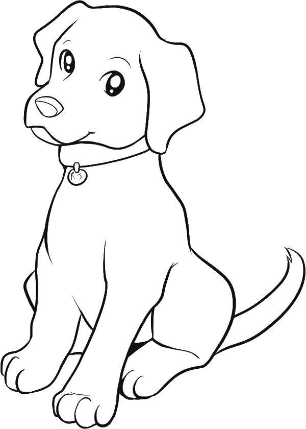 Coloring Puppy with collar. Category dogs puppies. Tags:  dog, puppy.