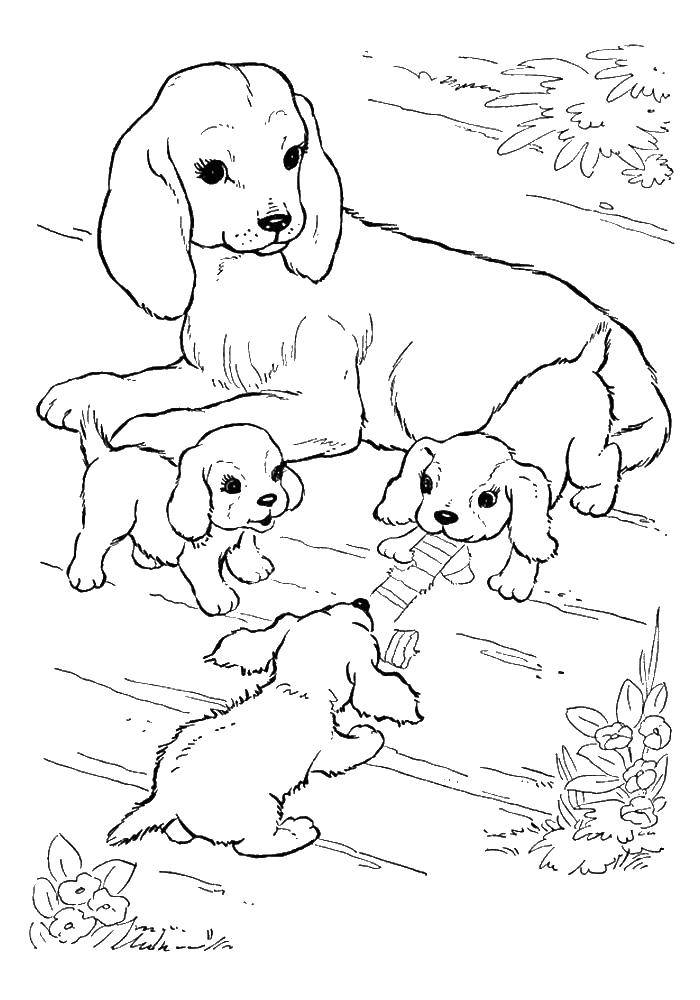 Название: Раскраска Собака с щенками. Категория: собаки щенки. Теги: собака, щенки.