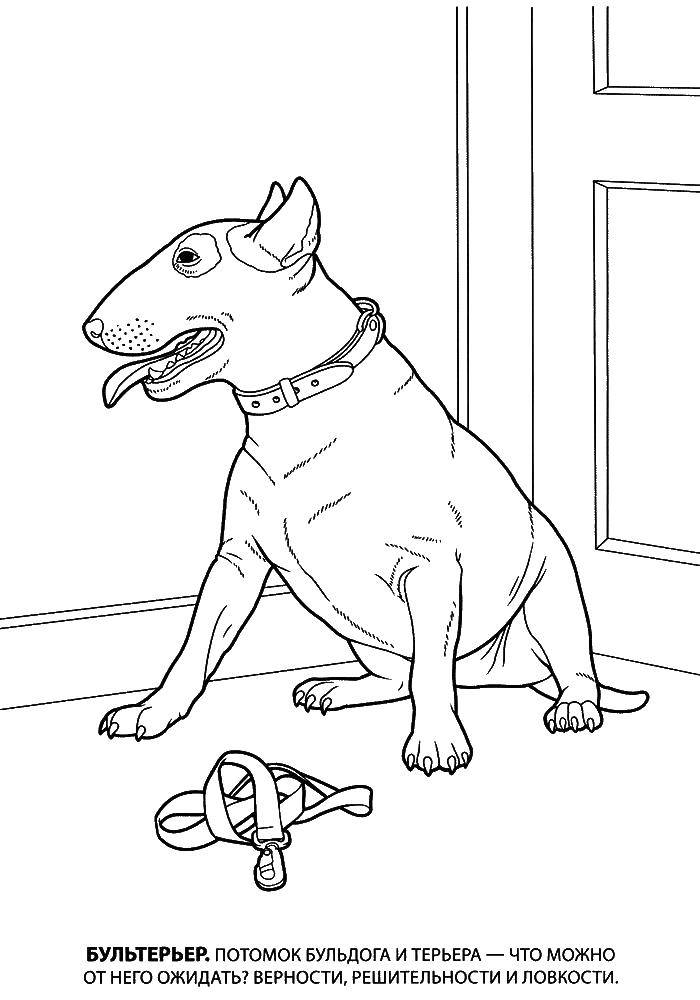 Coloring Bull Terrier. Category dogs. Tags:  bull Terrier, dog.