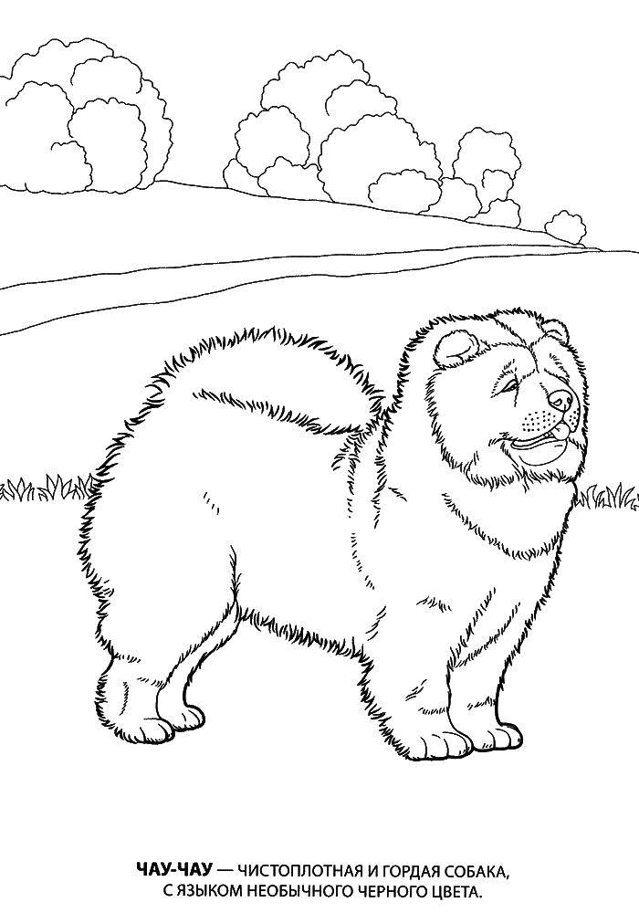 Coloring Chow Chow. Category dogs. Tags:  Chow Chow, dog.